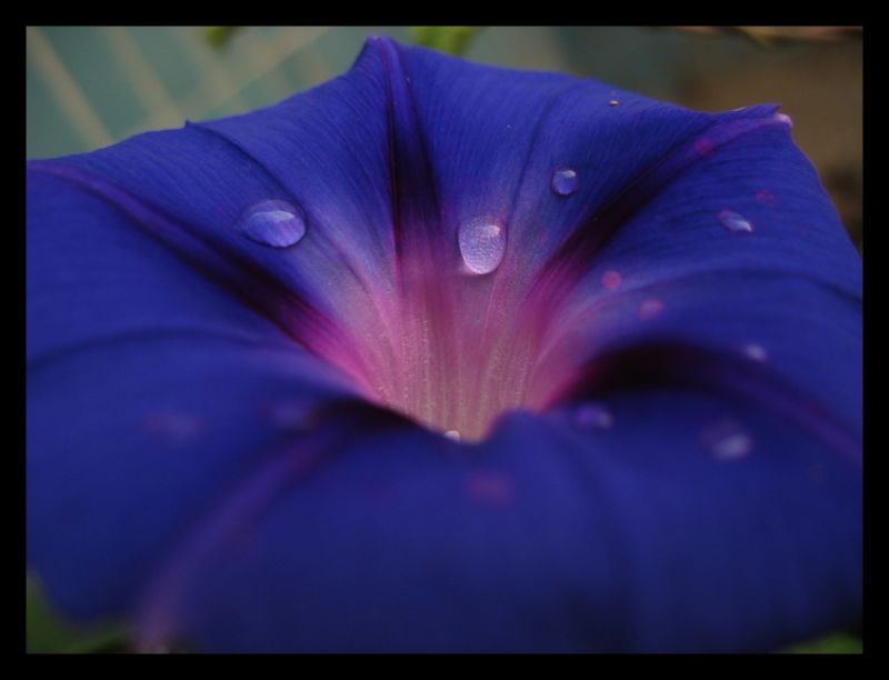 Eine_Blume_von_Mo.jpg
